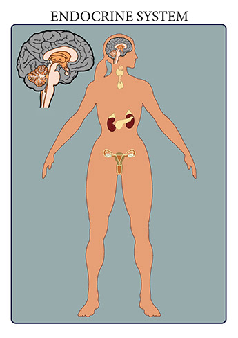 The endocrine system includes all of the glands of the body and the hormones produced by those glands. The glands are controlled directly by stimulation from the nervous system as well as by chemical receptors in the blood and hormones produced by other glands. By regulating the functions of organs in the body, these glands help to maintain the body&rsquo;s homeostasis. Cellular metabolism, reproduction, sexual development, sugar and mineral homeostasis, heart rate, and digestion