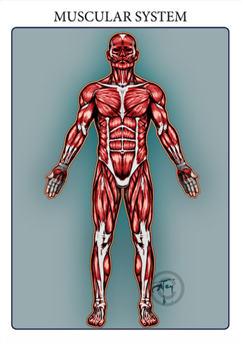 The muscular system is responsible for the movement of the human body. Attached to the bones of the skeletal system are about 700 named muscles that make up roughly half of a person&rsquo;s body weight. Each of these muscles is a discrete organ constructed of skeletal muscle tissue, blood vessels, tendons, and nerves. 