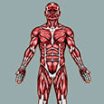 pressure point chart pressure point chart